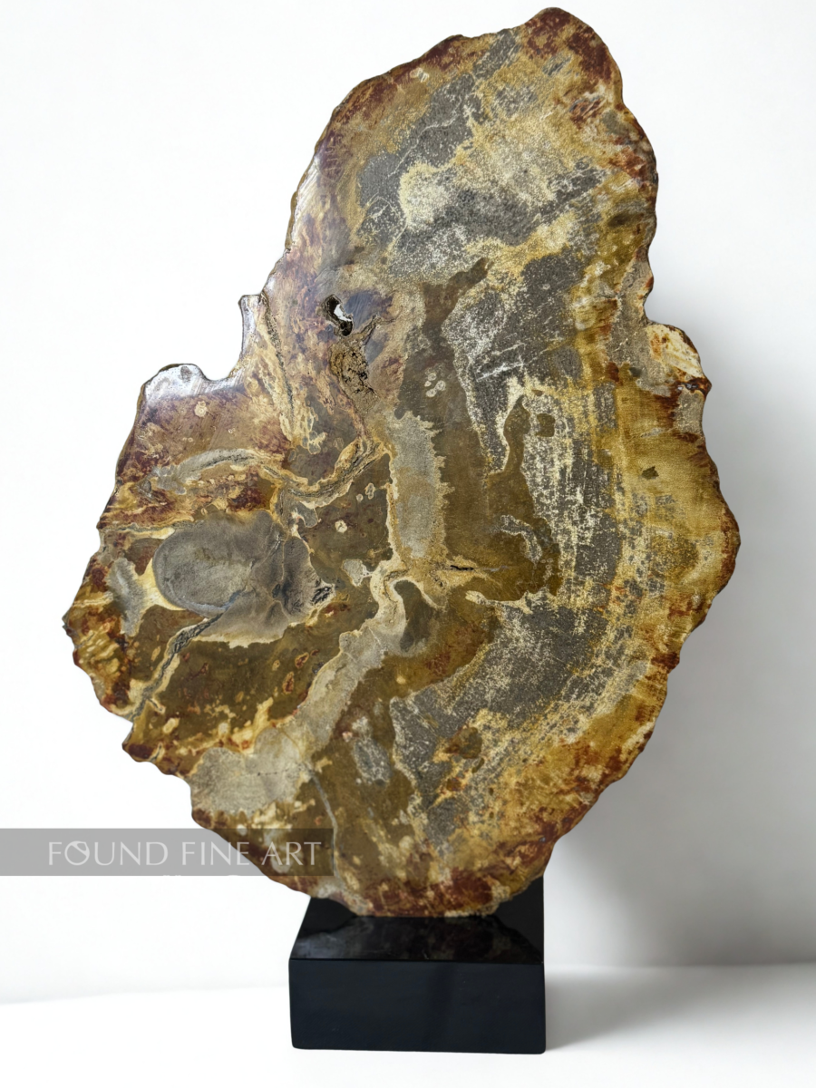 Petrified Wood